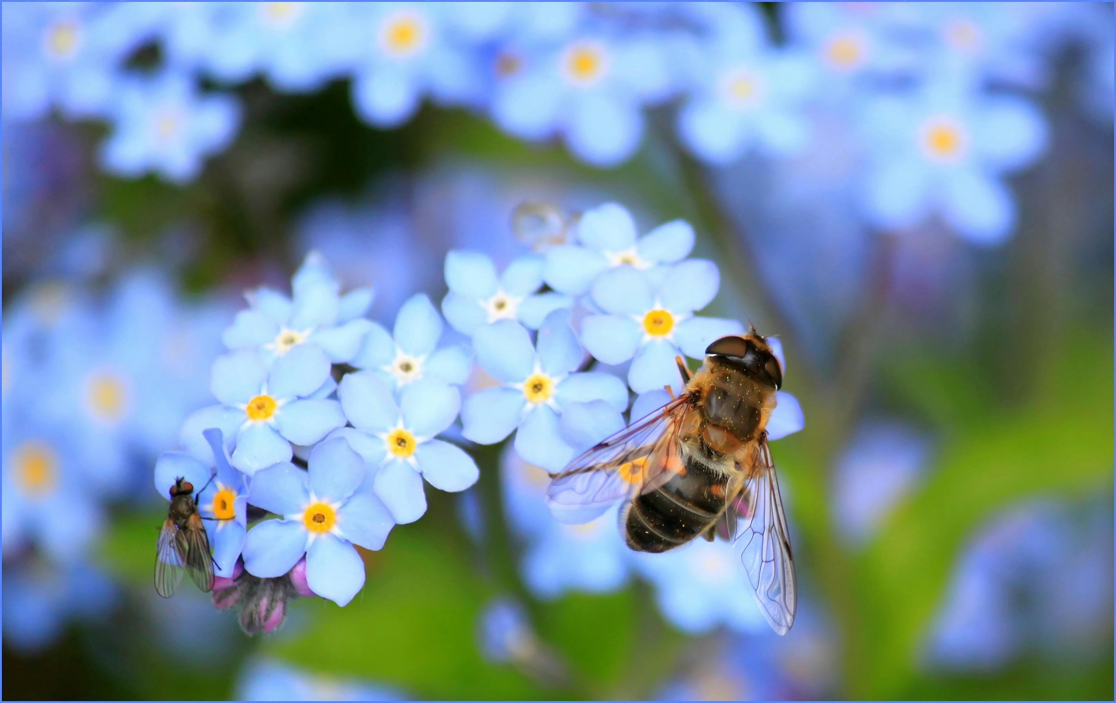 4 Ways to Protect Biodiversity