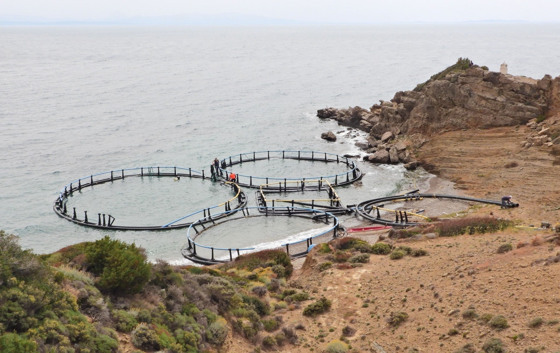 A Decade of Impact: Healthy Seas and the Brands that Drive Change