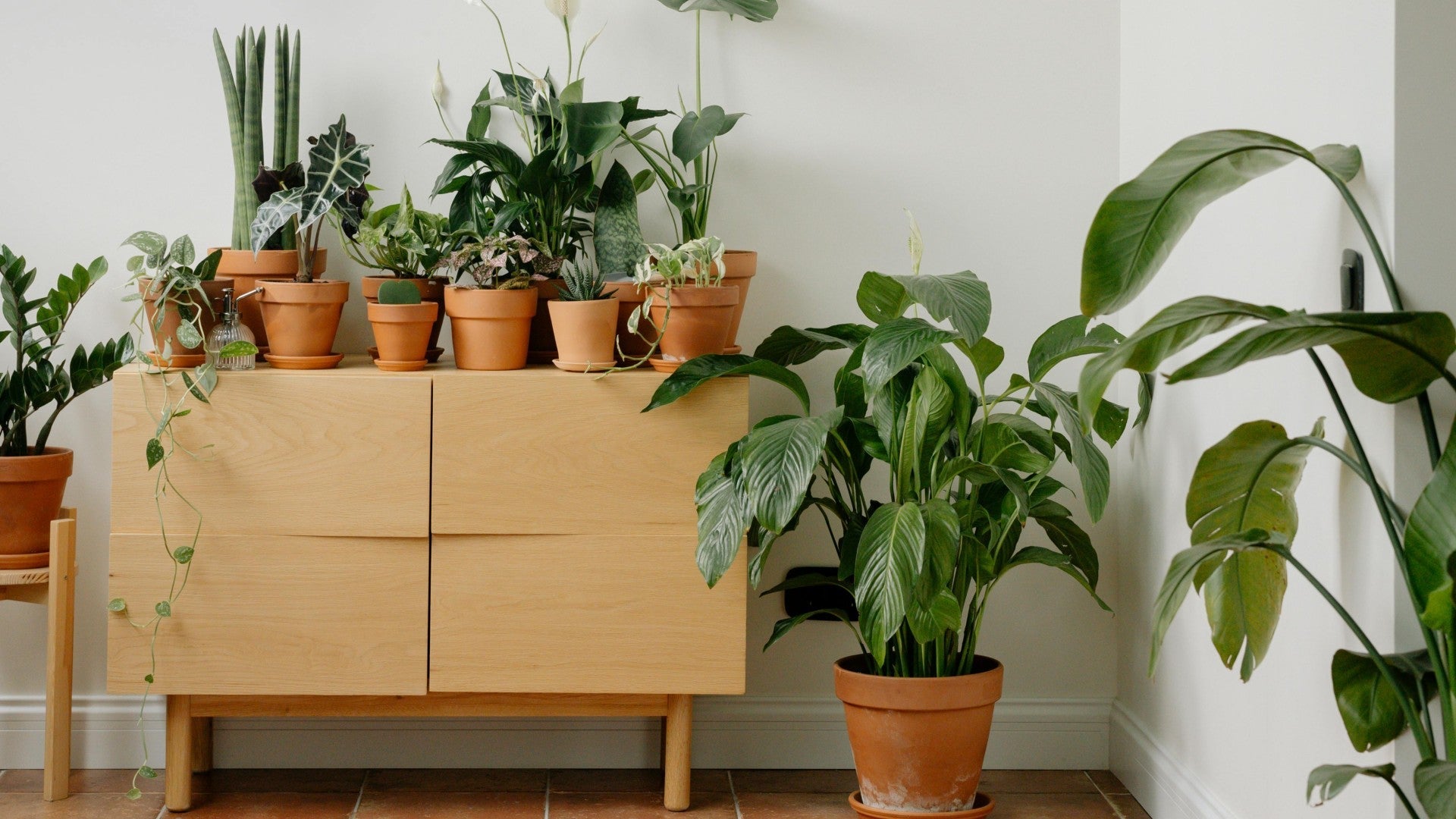 Peaceful living room interior design featuring plants and natural light